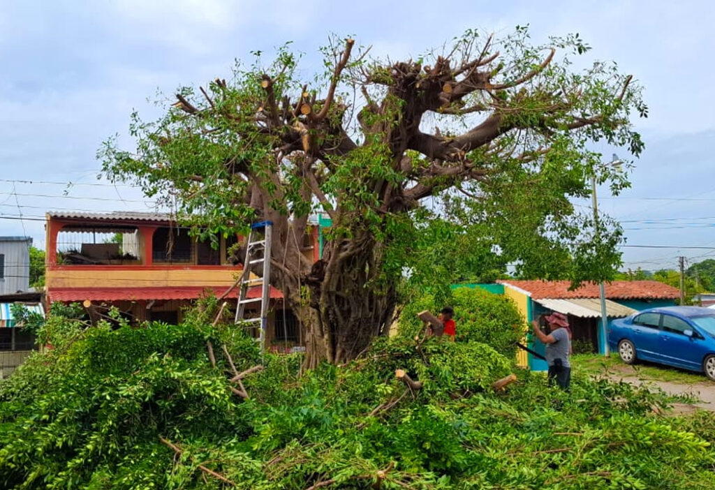 Talan árbol que ponía en riesgo a habitantes de la colonia Zacamil