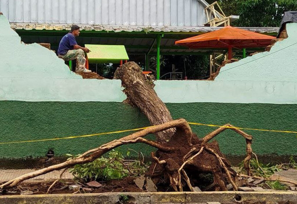 Santa Ana: remueven árbol de gran tamaño que cayó tras la fuerte tormenta del lunes