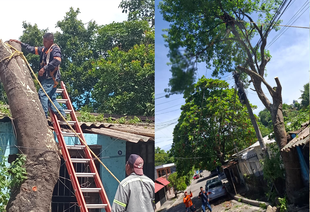 Intervienen árbol que representaba una amenaza para vecinos de Cuscatancingo