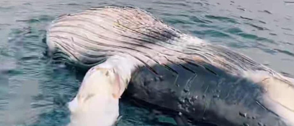 Ballena muere y encalla en la playa Barra de Santiago de Ahuachapán