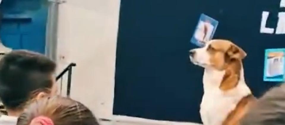 Viralizan a perrito que mantuvo su «posición firme» cuando sonó el Himno Nacional