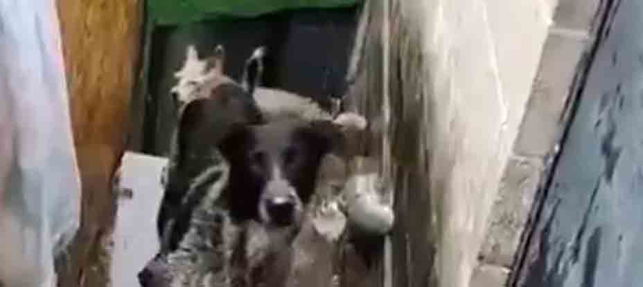 Denuncian a familia que dejos a sus peluditos bajo la lluvia de este domingo