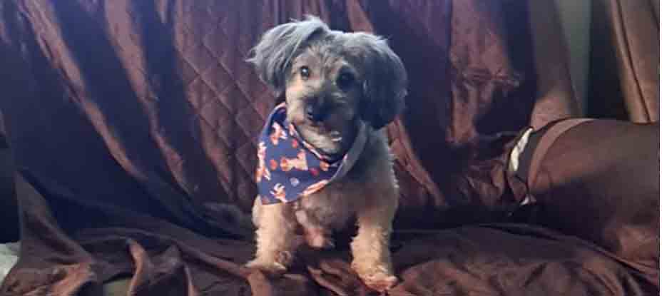 Piden ayuda para encontrar a Dogguie en Soyapango