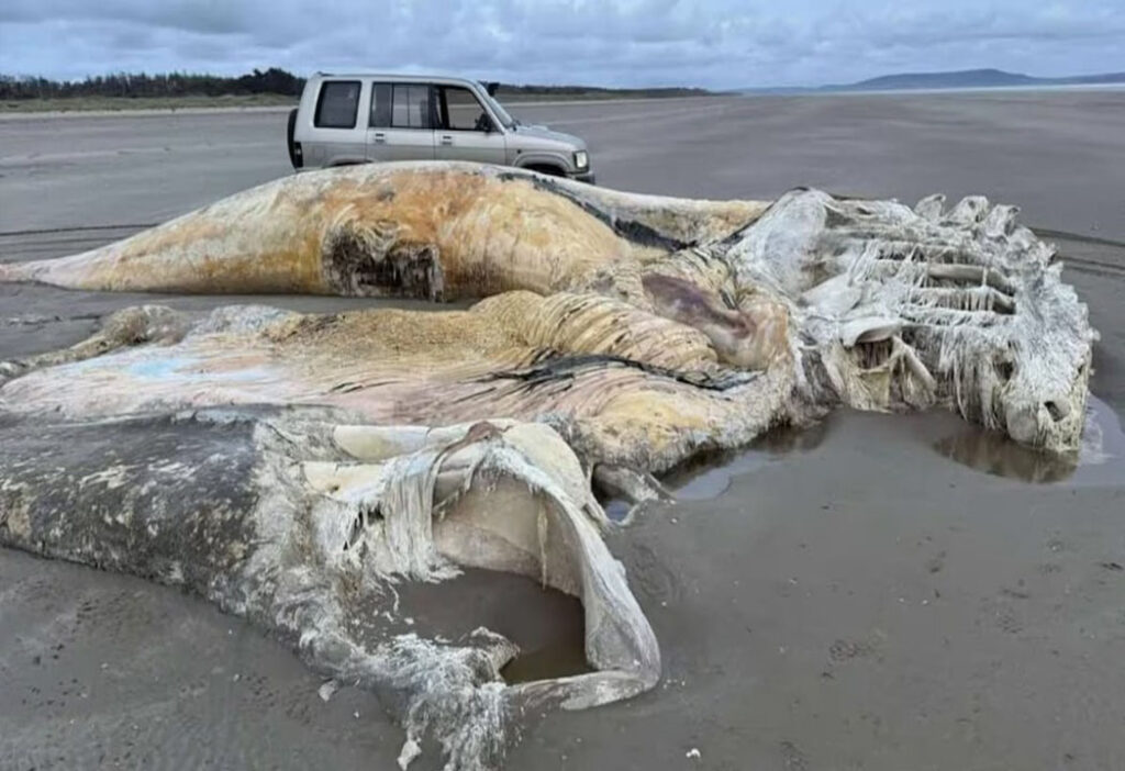 Aparece enorme criatura sin vida en playas de Gales, Reino Unido