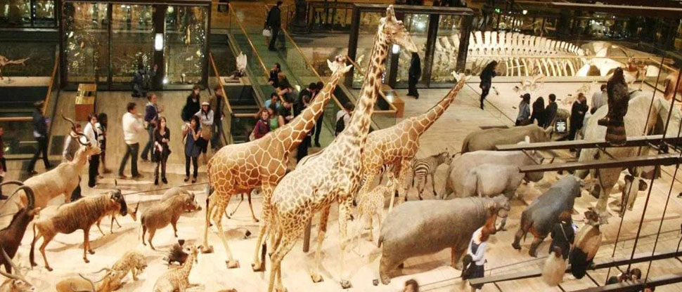 Francia: robo millonario de oro se registró en el Museo Nacional de Historia Natural de París