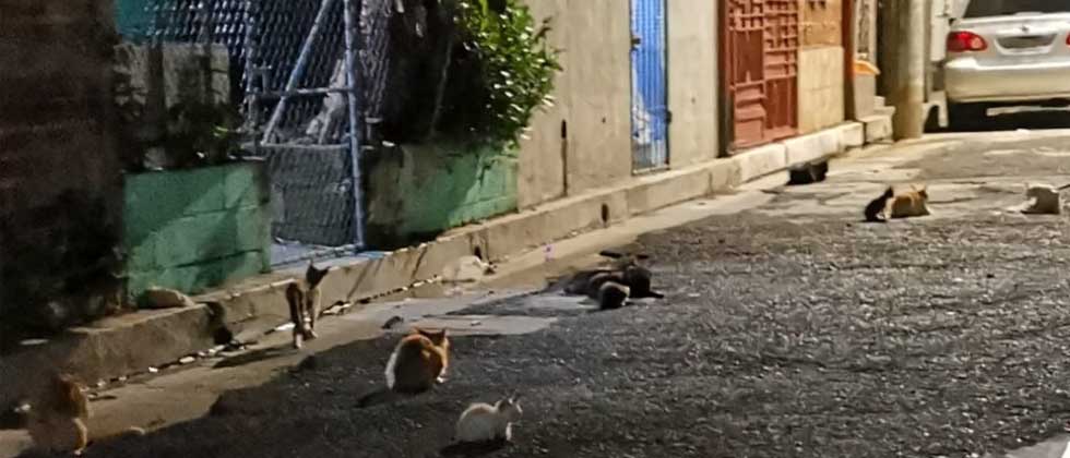 Denuncian a vecino que tiene más de 20 gatos en popular colonia de Santa Tecla