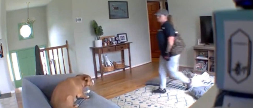 E.E.U.U. mujer entra a hurtar a una casa y el perro ni se mosquea al verla