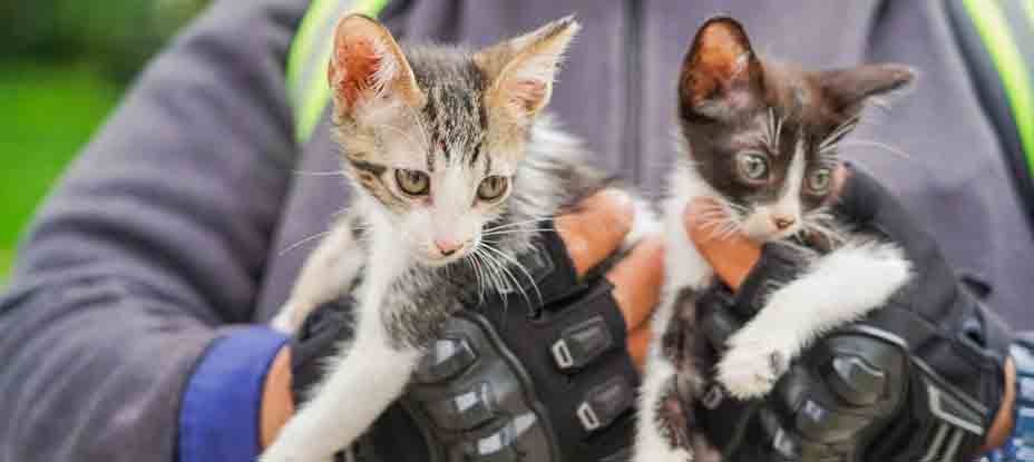 Realizan jornada de adopción de gatos en San Salvador