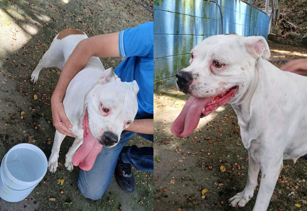 Buscan a los dueños de perrita encontrada en la zona de Don Rúa, San Salvador Centro