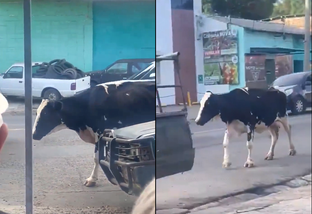 Alertan por una vaca que deambula en las calles de Santa Ana y puede provocar un accidente vial