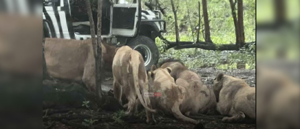 Tailandia: empleado de safari es devorado por los leones mientras los alimentaba
