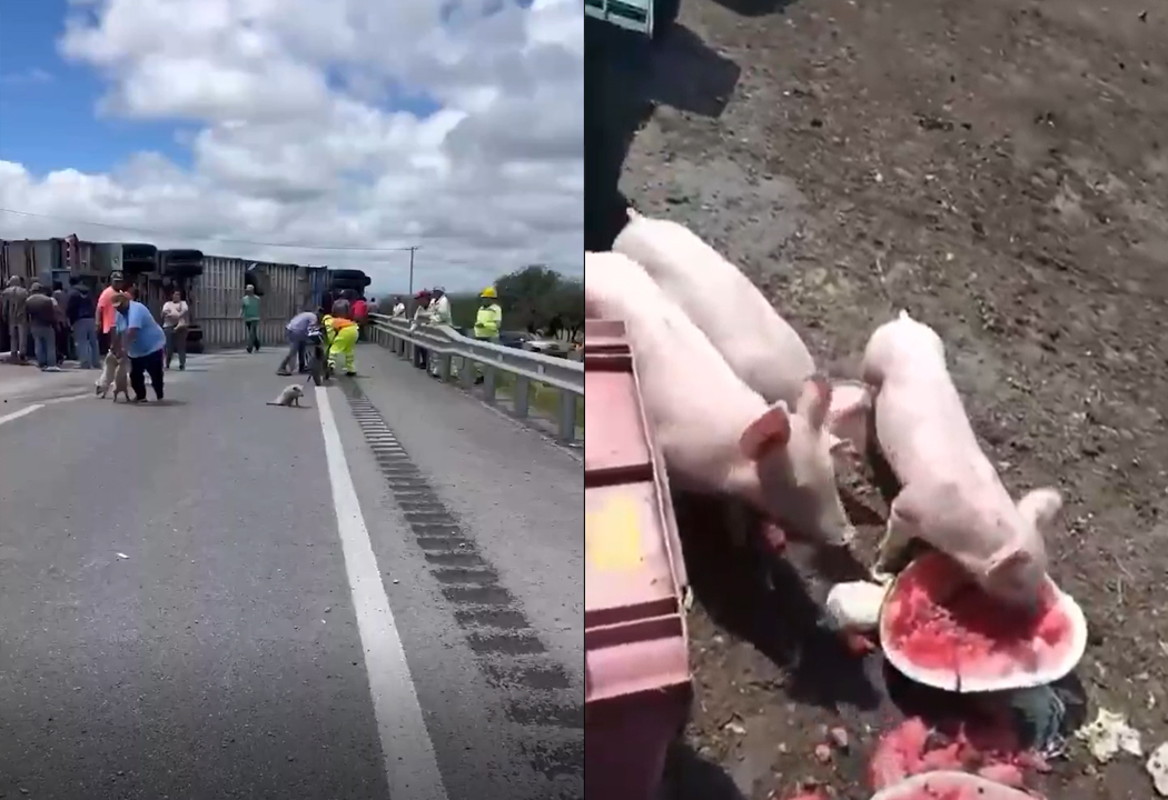 México: como aves de rapiña, pobladores se llevan cerditos que eran transportados en una rastra volcada