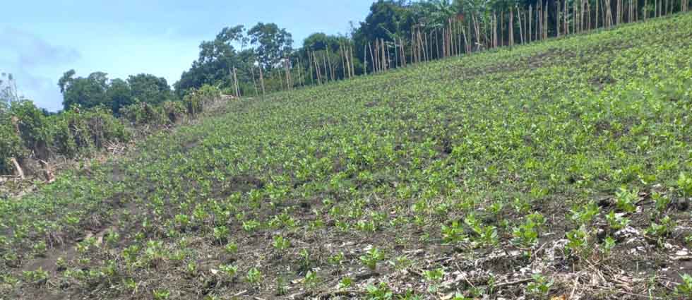 Rayo apaga la vida de esposos agricultores tras 14 años de matrimonio en Nahuizalco