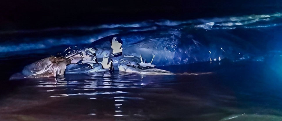 Trabajadores de Medio Ambiente retiran ballena muerta en playa Barra de Santiago