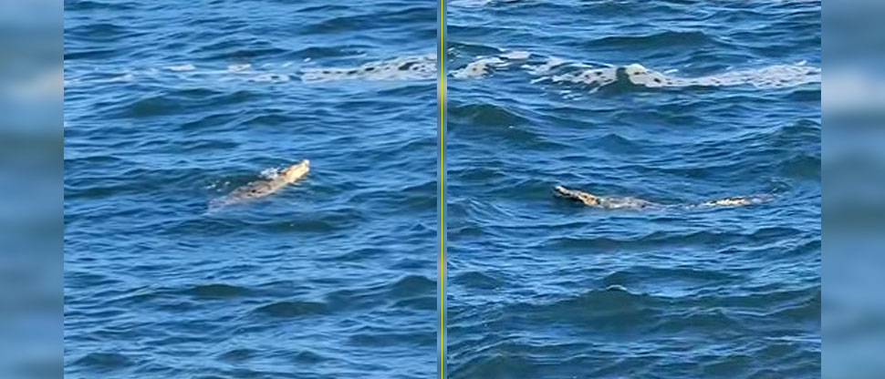 Pescadores captan cocodrilo nadando en costas de La Libertad