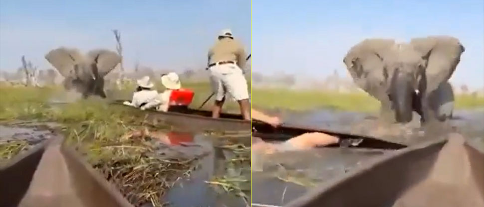 Turistas sobreviven al ataque de enfurecido elefante en un safari en África