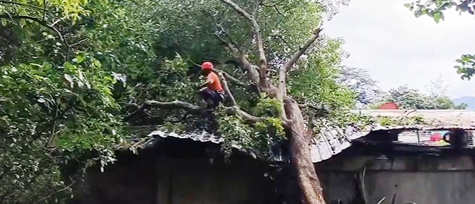 Familia se lleva tremendo susto al caer árbol sobre su vivienda en Mejicanos