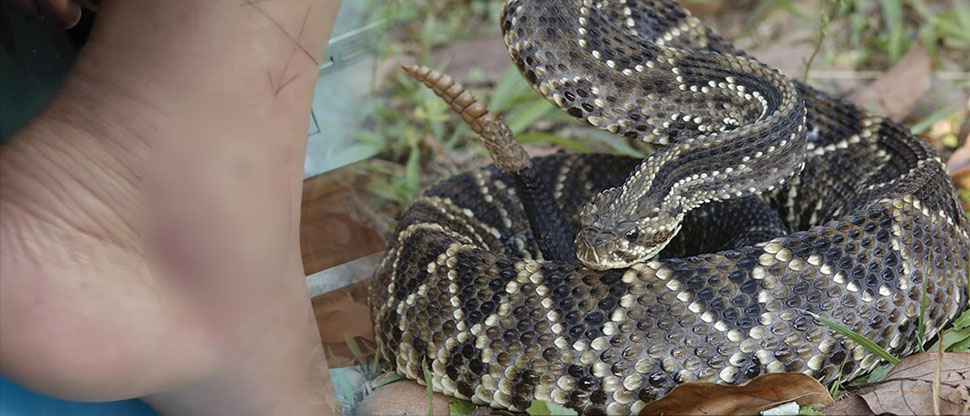 Agricultor es mordido por una serpiente cascabel en Sonsonate