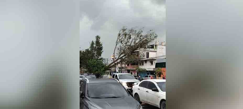 GUATEMALA: Más de 12 árboles caídos tras remolino registrado en la capital