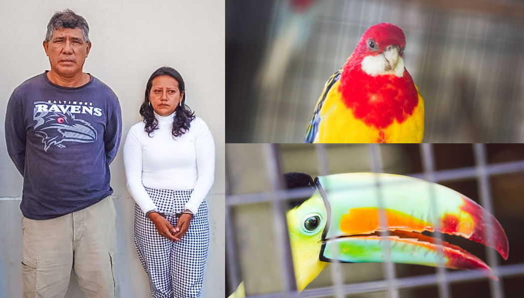 Capturan a falsos veterinarios que se dedicaban a hurtar animales exóticos