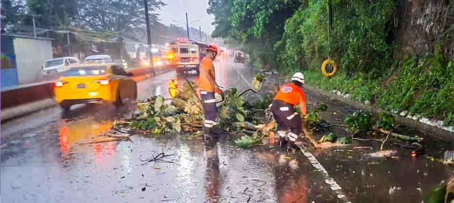 Retiran árbol caído en la Troncal del Norte