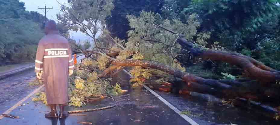 Policías gestionan tráfico en Santa Ana tras caída de árbol en carretera Panamericana