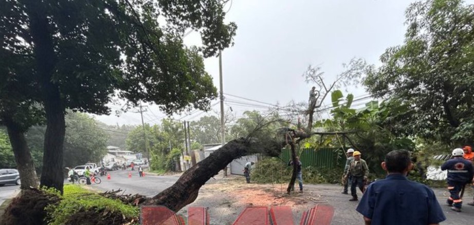 Remueven árbol que obstruía el paso vehicular en Barrio San Jacinto
