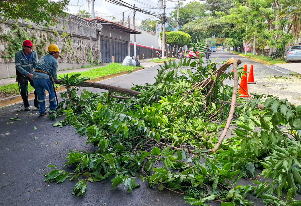 Podan árbol que generaba riesgo para vecinos y viviendas en Colonia Escalón