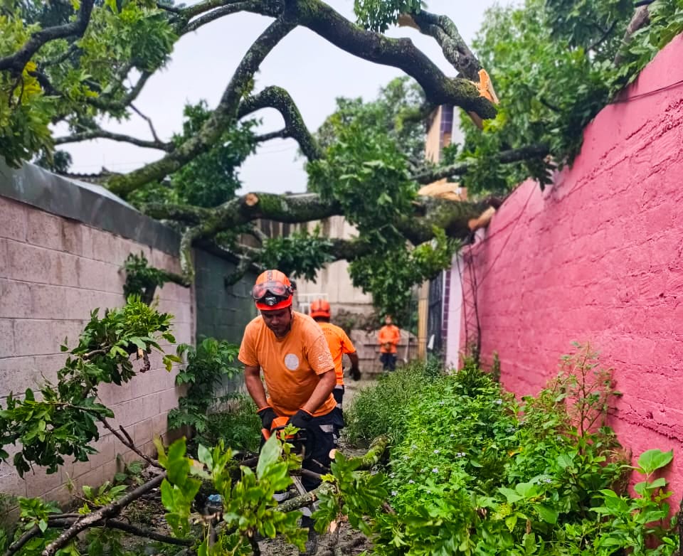 Remueven árbol de gran tamaño que cayó sobre una vivienda en Ilopango