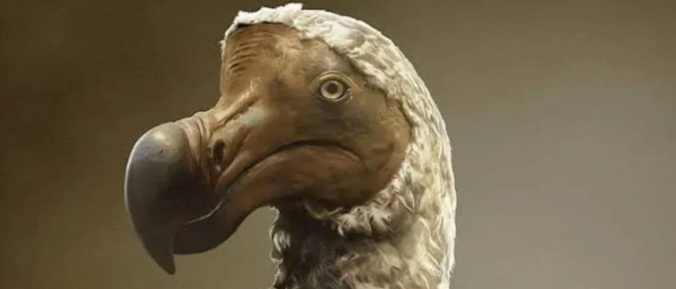 Una empresa afirma haber dado el primer paso para resucitar un ave extinta hace 300 años