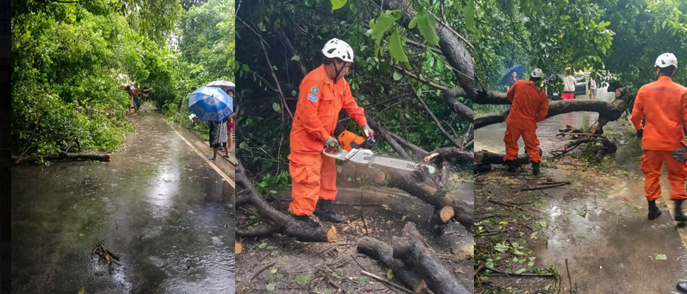 Bomberos remueven árbol de grandes proporciones que bloqueó la vía en La Paz