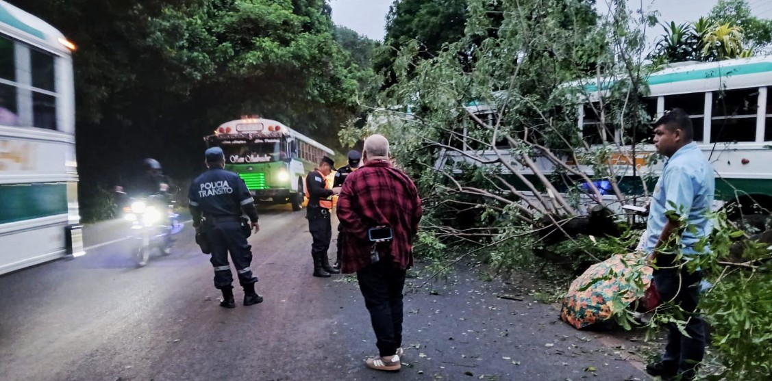 Busero a excesiva velocidad se estrella contra un árbol