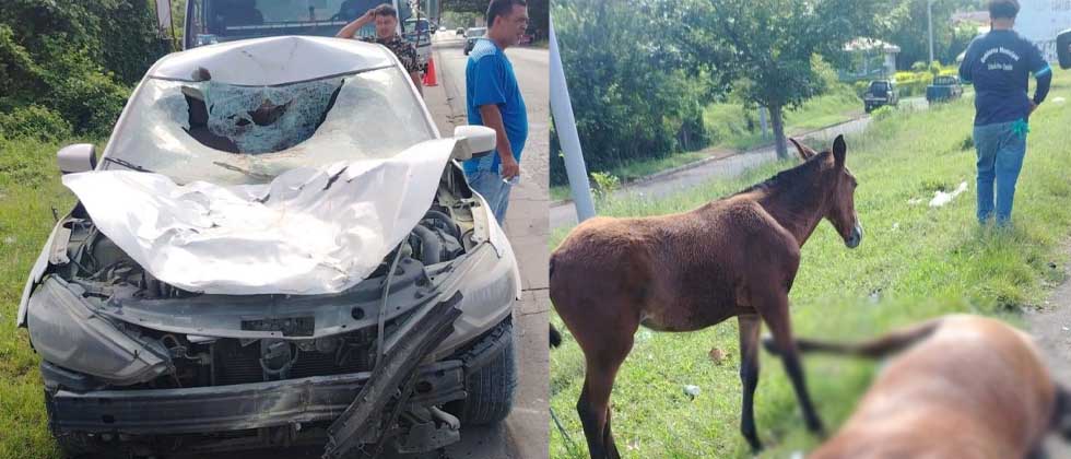 Accidente de tránsito deja una yegua fallecida en desvío de Jiquilisco