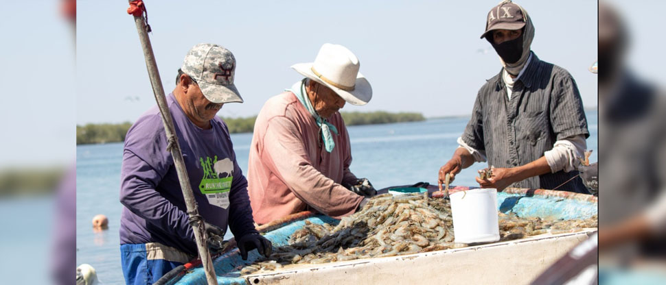 Inicia la Veda Nacional de Camarón que va del 01 de octubre hasta el 14 de noviembre