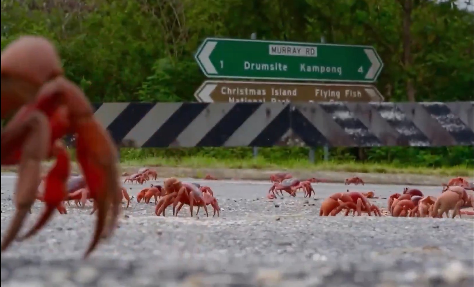 VIDEO: millones de cangrejos rojos migran del bosque hacia el mar en Australia