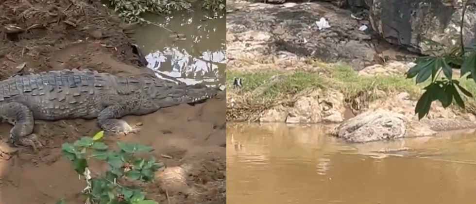 Avistamiento de cocodrilos tras crecida del río genera alarma en Santa Rosa de Lima