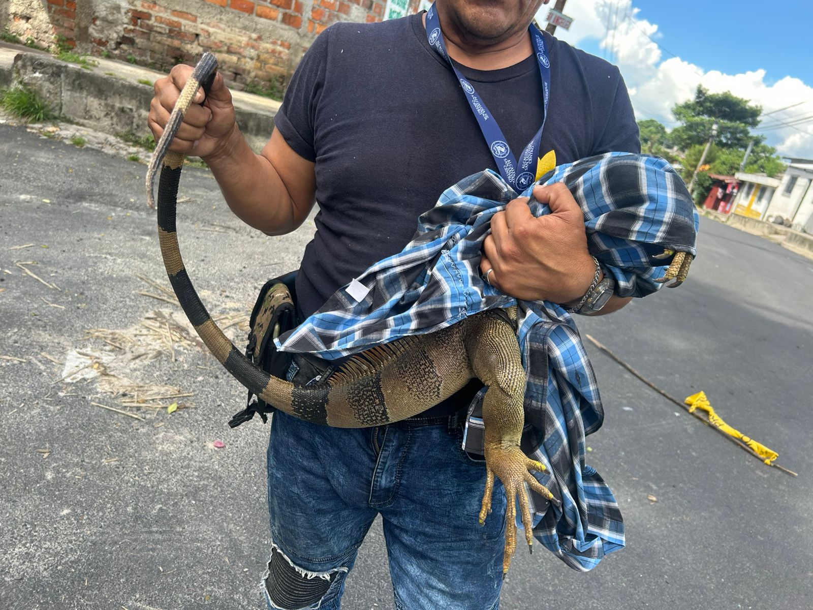 Rescatan a garrobo que merodeaba las viviendas en una colonia de Cuscatancingo