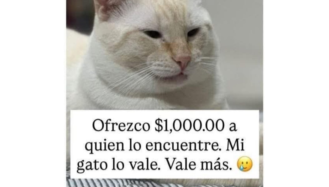 Salvadoreño ofrece todo su aguinaldo a quien encuentre a su gato perdido en la capital