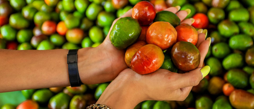 Todo está preparado para el festival del Jocote Corona