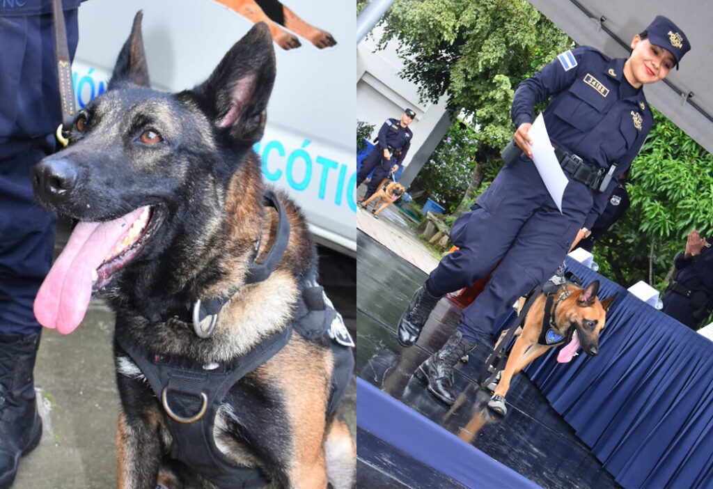 Premian a agentes K9 por su labor en beneficio de la seguridad de los salvadoreños