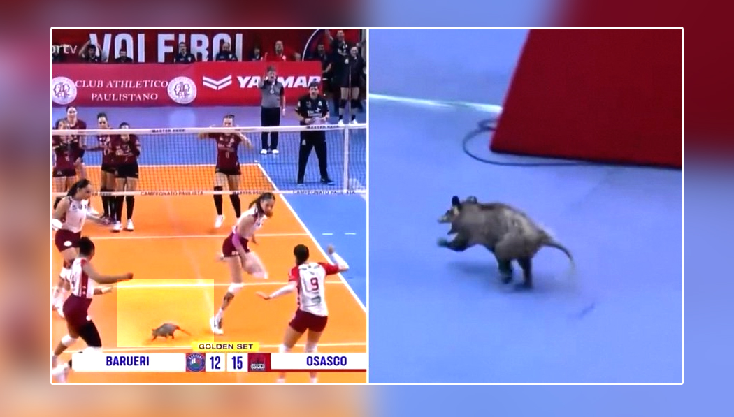 Tacuazín se roba el show en pleno partido de Vóley Ball femenino