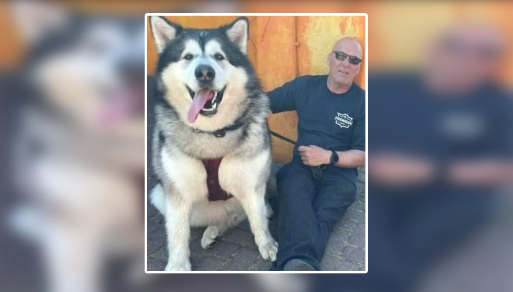 Mal, el perro gigante de Inglaterra, es la sensación en las redes sociales