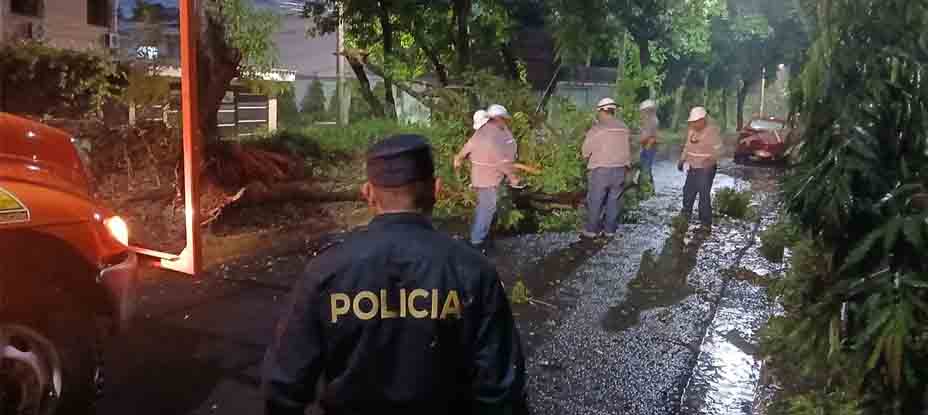 Policías ayudan al retiro de un árbol caído en redondel San Pedro, Mejicanos