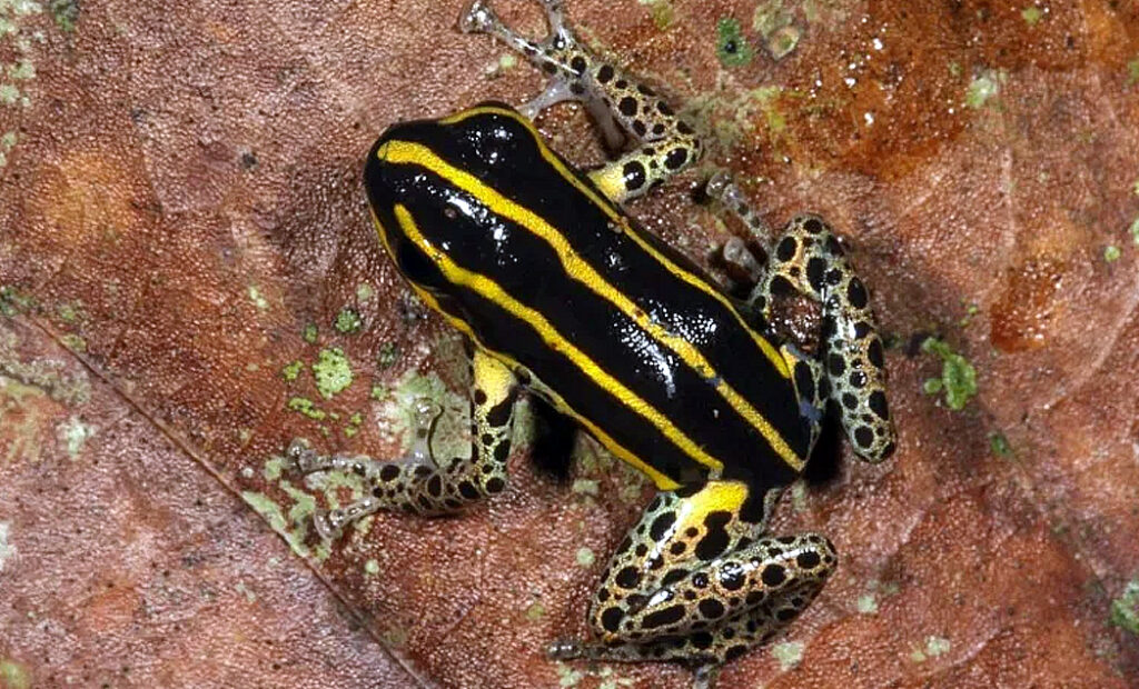 Descubren una nueva especie de rana venenosa en la Amazonía de Perú