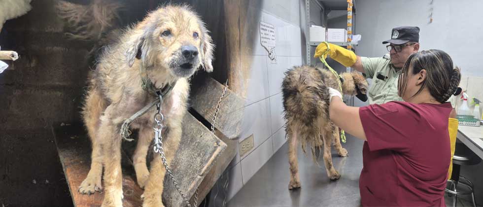 Rescatan a perrito que permanecía encadenado y desnutrido en Santa Tecla