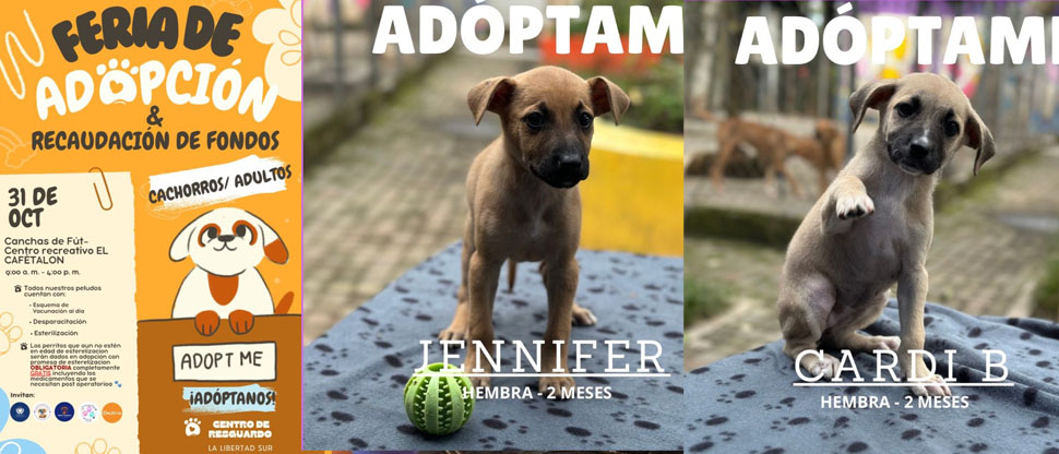 Alcaldía de La Libertad Sur invita a la feria de adopción de perritos