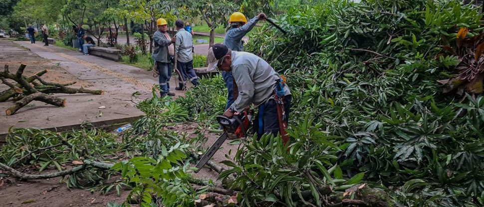 Realizan jornada de poda de árboles y limpieza en Ayutuxtepeque