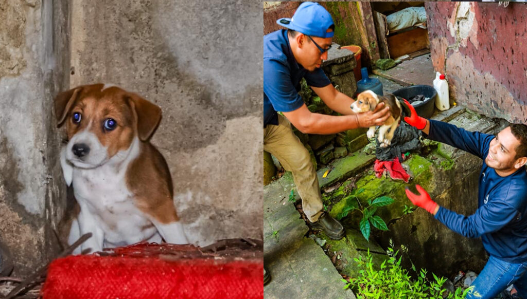 Encuentra a dos cachorros abandonados durante intervención de limpieza en la Casa Quiñonez, San Salvador