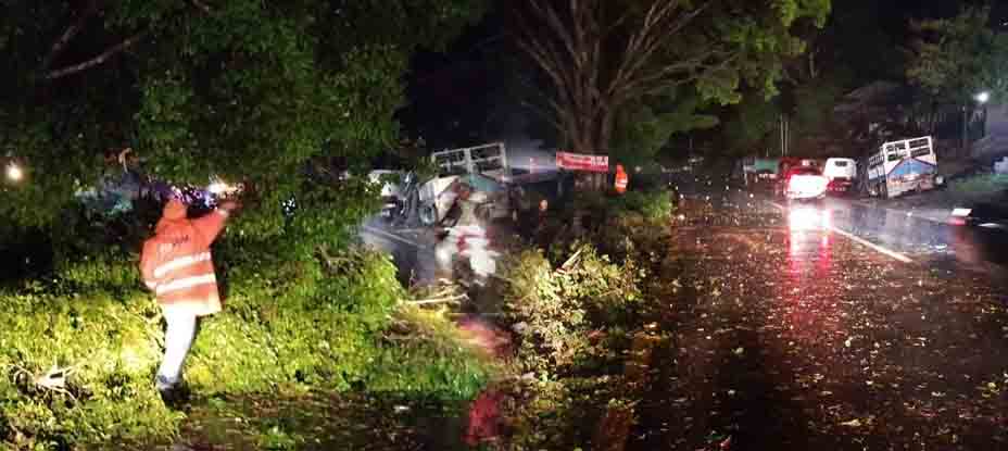Habilitan el tráfico tras retirar árbol caído en carretera Panamericana, San Martín