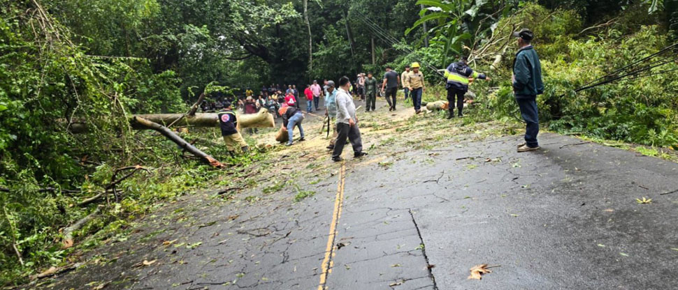 Retiran árbol caído que obstruía carretera de Santiago de María